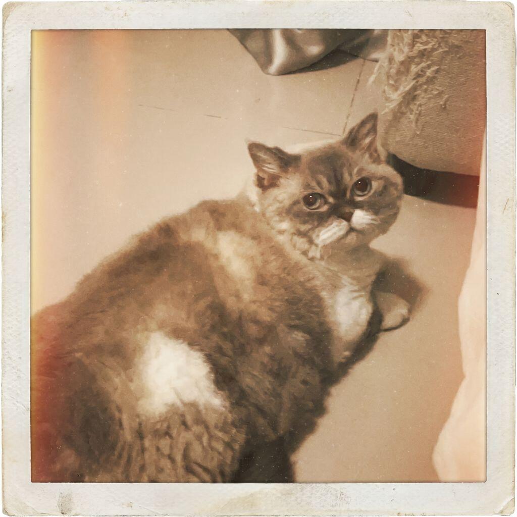 Retro Polaroid pet style example